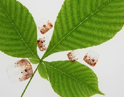 Purana0520WE2V0039 copy.jpg